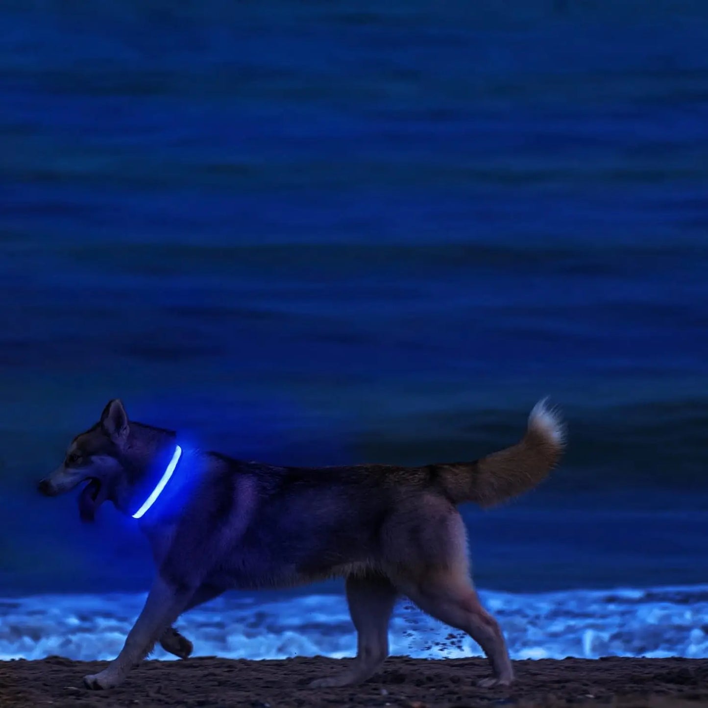LED Light-Up Dog Collar – Adjustable Nylon Safety Collar with Battery – XS to XL Sizes